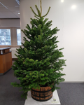 Live Undecorated Tree